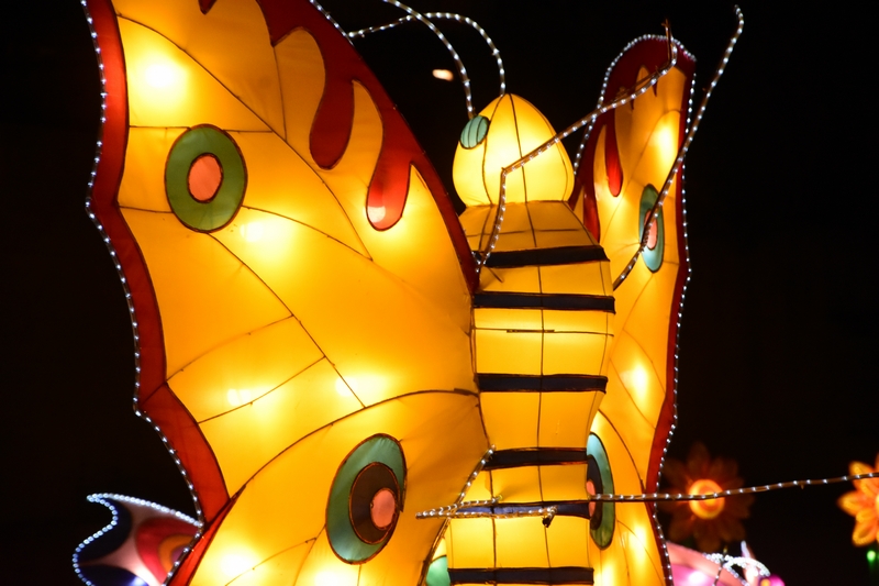 WONDERLAND A magical city of lights